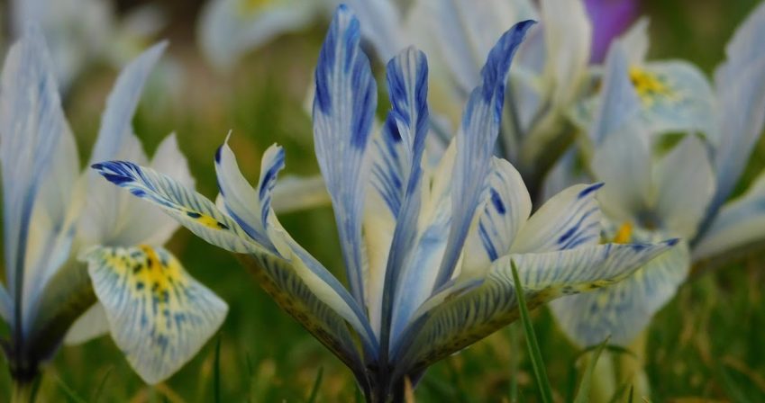 Iris ‘Katharine Hodgkin’
