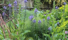 Camassia and Digitalis in the Highborder