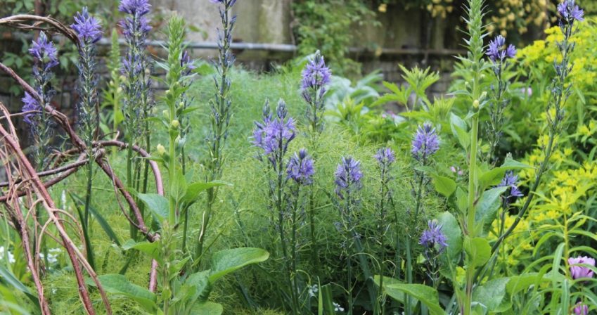 Camassia and Digitalis in the Highborder