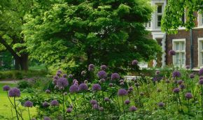 Purple round headed aliums in foreground with lawn and trees in the background