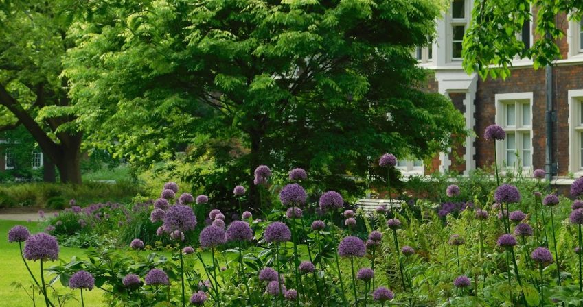 Purple round headed aliums in foreground with lawn and trees in the background