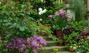 The spring Pot Display
