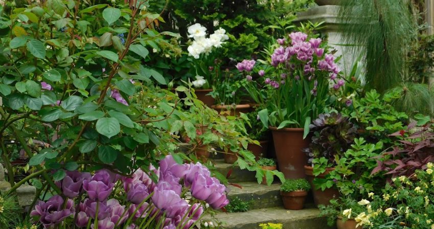 The spring Pot Display