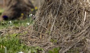 A hay pile habitat