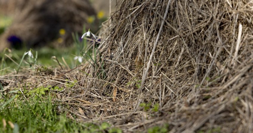 A hay pile habitat
