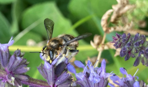 Anthidium manicatum
