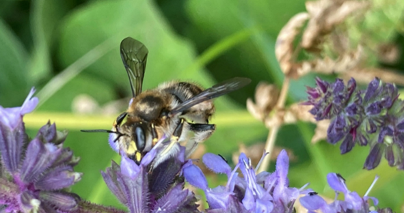Anthidium manicatum
