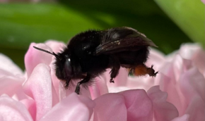 Anthophora plumipes Female
