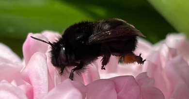 Anthophora plumipes Female