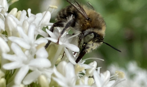 Anthophora quadrimaculata