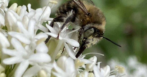 Anthophora quadrimaculata
