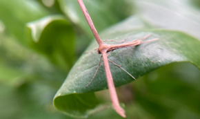pink, T shaped, moth on green leaf