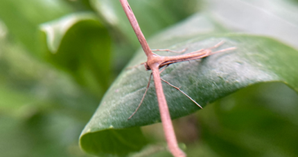 pink, T shaped, moth on green leaf