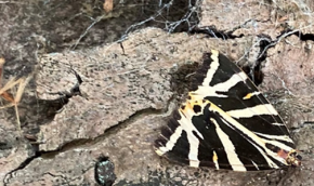 black and white, triangle shaped, moth on a piece of bark