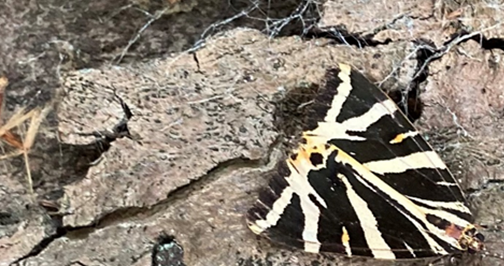 black and white, triangle shaped, moth on a piece of bark