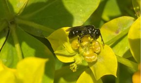 Hylaeus