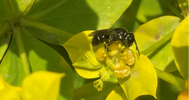 Hylaeus