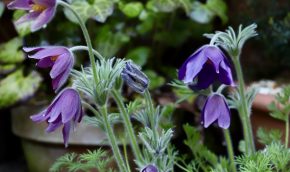 8 purple flowers in a pot