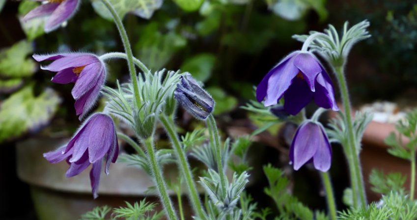 8 purple flowers in a pot