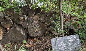 Log pile in the native hedge