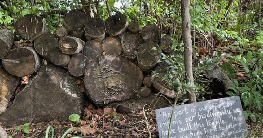 Log pile in the native hedge