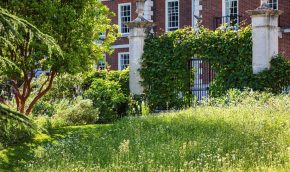 looking up a meadow bank with overgrown garden gates in the background and a tree with red bark on the left