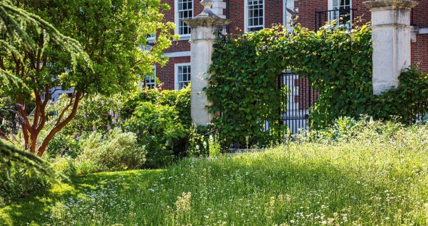 looking up a meadow bank with overgrown garden gates in the background and a tree with red bark on the left
