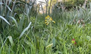 Primula veris in meadow