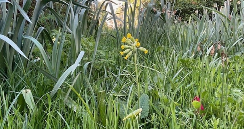 Primula veris in meadow
