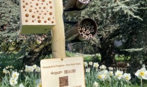 Research project on bee nesting