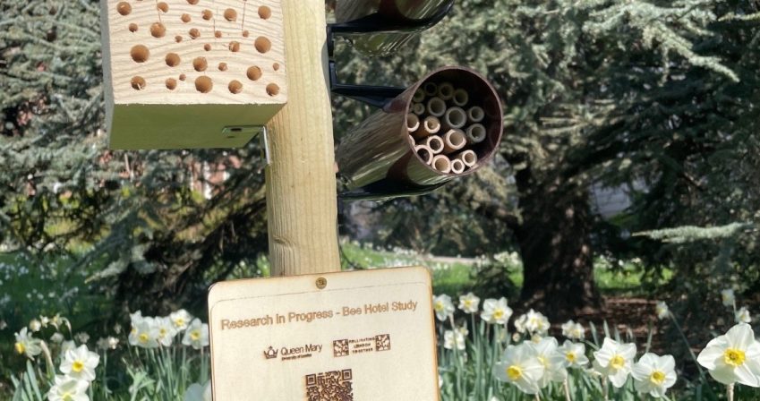 Research project on bee nesting