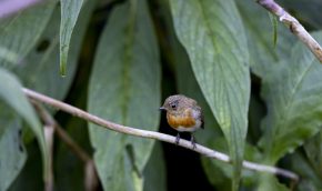 robin sat on a branch with long echium leaves hanging down in the background