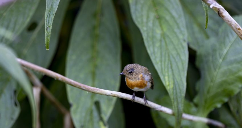 robin sat on a branch with long echium leaves hanging down in the background