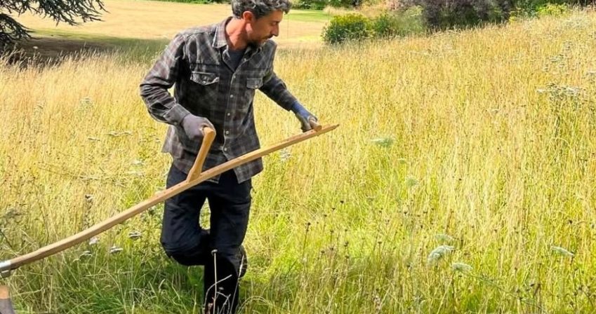 Tradiational scything of the meadowcr
