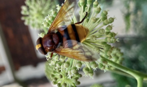 Volucella zonaria