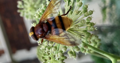 Volucella zonaria