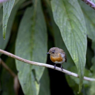 Robin in the Garden Christmas Card