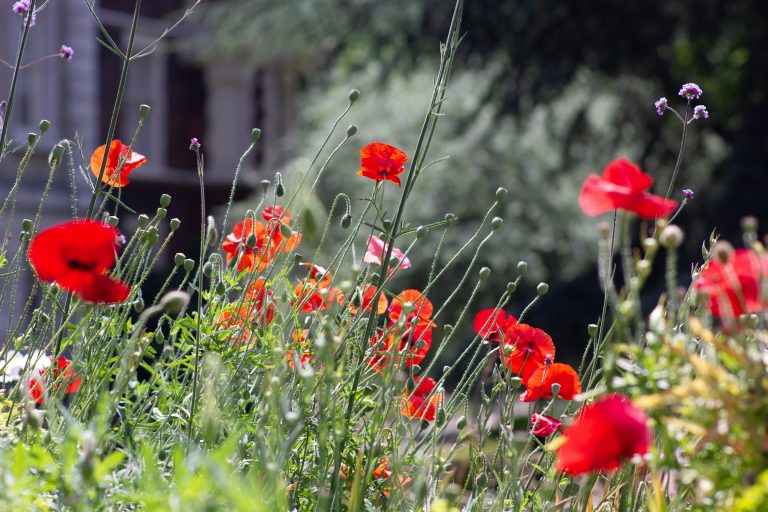 Bright red poppies and green stems growing in a sunlit wildflower garden, with several flowers in sharp focus against a softly blurred background of foliage and a building. Delicate purple blossoms are scattered among the poppies, creating a vibrant summer scene.