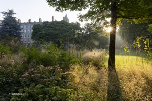 Sunlight streams through a large tree in a landscaped garden, illuminating tall golden grasses and flowering plants, with a historic stone building partially visible behind dense trees in the background.