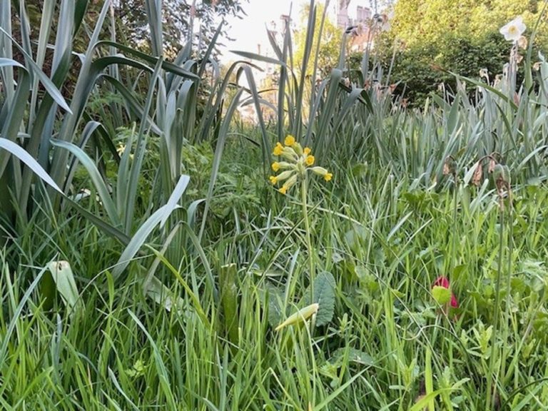 Primula veris in meadow