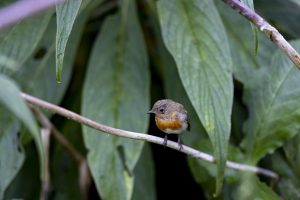 The garden's resident robin, Erithacus rubecula