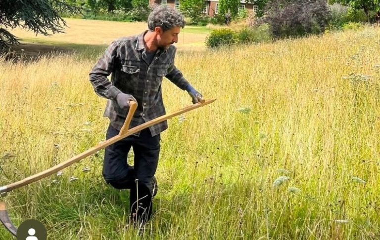 Traditional scything of the meadow